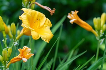 Yellow flower of Hemerocallis stella d'oro in front of a green background