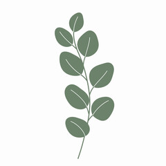 Illustration of a eucalyptus branch with rounded leaves in a muted green hue, isolated on a white background.