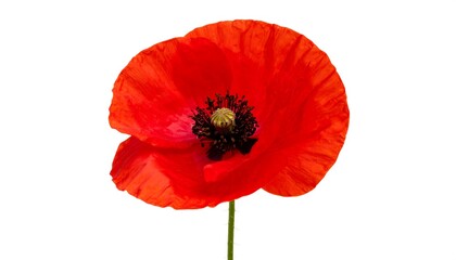 Elegant single red poppy flower isolated on white background in vibrant detail