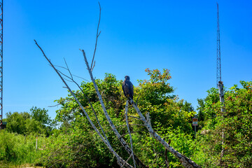 Urban Wildlife Immature Bald Eagles