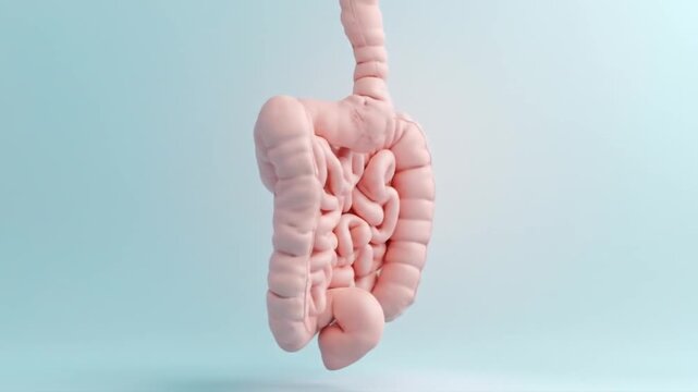 Human Digestive System Model on Light Blue Background