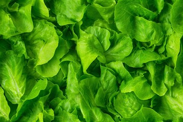 Fototapeta premium Fresh green lettuce seamless pattern. Natural healthy food background. Organic vegetable texture for cooking and diet.
