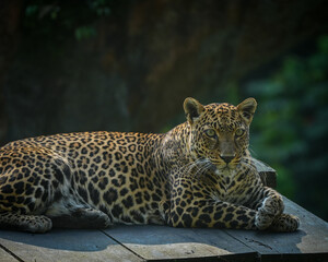 leopard in zoo
