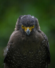 close up of a eagle