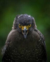 close up of an eagle