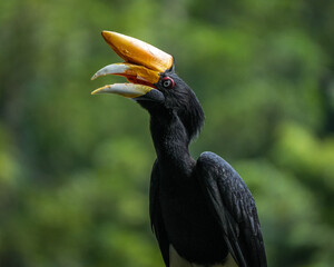 yellow billed hornbill in zoo