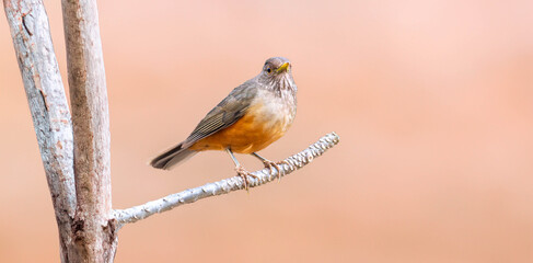Wonderful Purple-breasted Thrush (Turdus rufiventris), a bird symbol of Brazil, captured in natural light that highlights its vibrant colors. Perfect photo.Sabiá laranjeira.