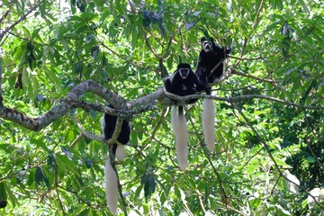 Colobus Monkeys in the Arusha national park