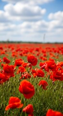 Fototapeta premium Vibrant field of red poppies under a partly cloudy sky.