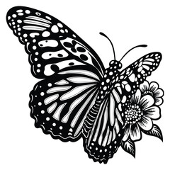 Butterfly Illustration Butterfly SVG EPS PNG