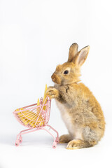 cute rabbit pushing empty shopping trolley cart and looking some food, isolated on white background