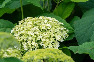Close-up view of a hydrangea surrounded by green leaves