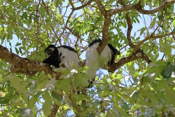Obraz premium Colobus Monkeys in the Arusha national park