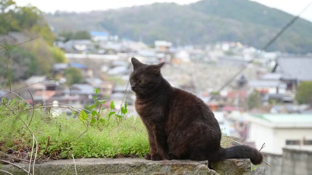 坂の町の黒猫（広島県尾道市, 2025年4月）