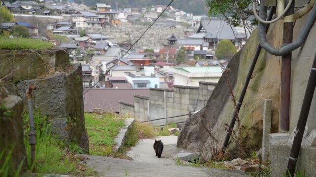 坂の町の黒猫（広島県尾道市, 2025年4月）