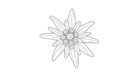 Detailed line art illustration of edelweiss flower,symbolizing resilience and alpine beauty with delicate petals and intricate center design