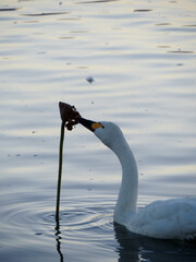 蓮の実を啄むハクチョウ