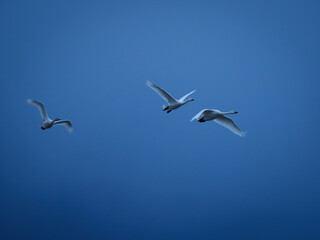 未明の空を飛ぶ白鳥達