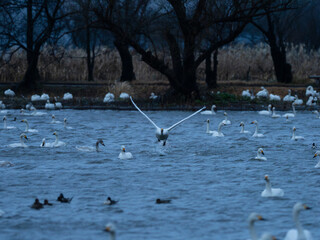 水面飛行する白鳥