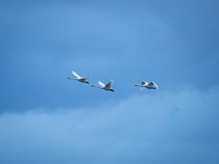 冬の曇り空を飛ぶ白鳥