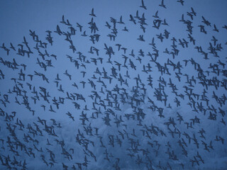 吹雪の中を惑う鳥達