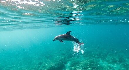 Obraz premium Bottle-nosed dolphin Tursiops truncatus jumping in mediterranean Sea in greece - Scenic beauty in Greece