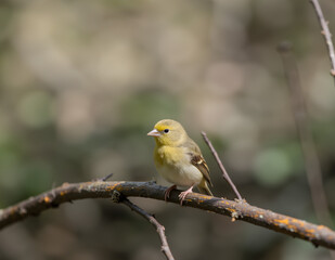 Ai generated image of canary bird