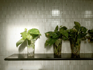 Houseplants in a glass vase on a black shelf.
