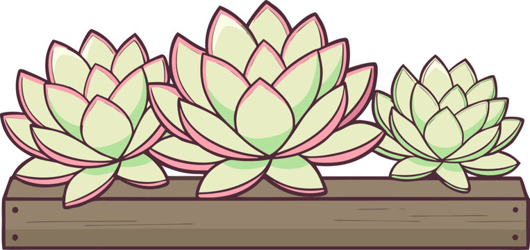 Close up of variegated echeveria rosettes arranged on a weathered wood shelf with soft natural backlight.