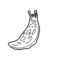garden slug vector outline