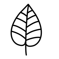 Leaf Illustration