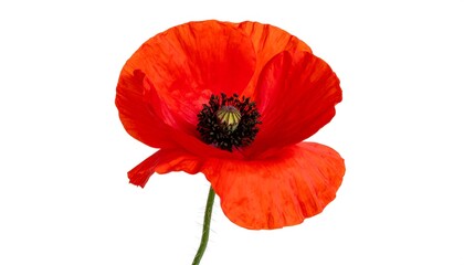 Fototapeta premium Vibrant Red Poppy Flower Isolated on White Background Capturing Delicate Beauty