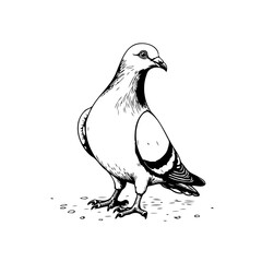Detailed line art illustration of a pigeon standing proudly on ground with delicate details and shading