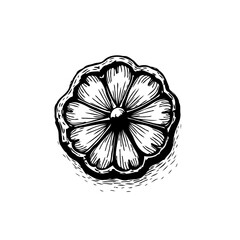 Hand drawn flower vintage botanical illustration graphic drawing engraved retro style flower ornament decorative element