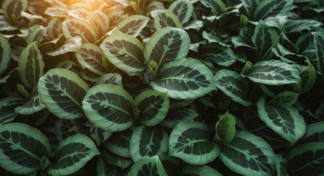 Prayer plant cluster with rounded variegated leaves
