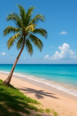 palm tree on the beach