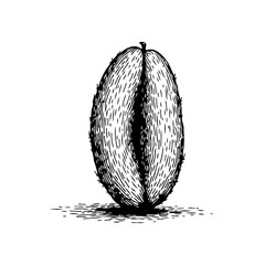 Illustration of a cut open kiwi fruit showcasing intricate details in black and white style