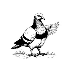 Detailed monochrome drawing of a pigeon with outstretched wing showcasing its plumage and markings