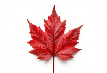  Single, Vivid Red Maple Leaf Crisp, Detailed Isolation for Design Use