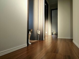 A curious tabby and white cat playfully peeks from behind a wooden door in a hallway. This charming...