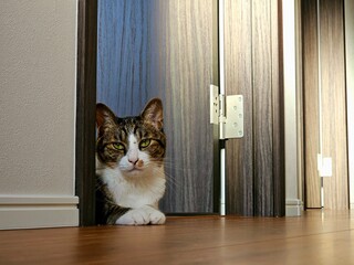 A curious tabby and white cat playfully peeks from behind a wooden door in a hallway. This charming...