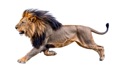 running lion isolated on transparent background