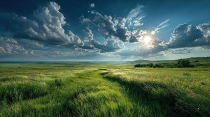 Obraz premium Sunlit Prairie: A Breathtaking Panorama of Serene Grasslands