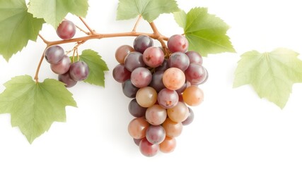 Fototapeta premium Freshly harvested bunch of blush grapes with green leaves on a crisp white background suggesting natural sweetness