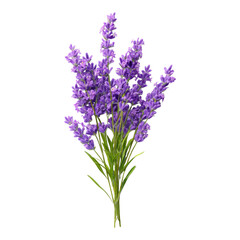 Fototapeta premium Fresh Purple Lavender Blooms on a Transparent Background