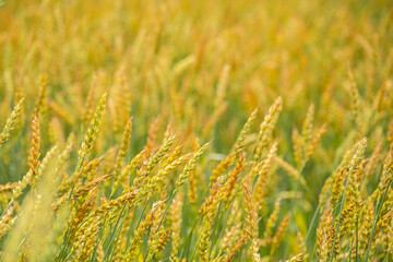 Ripening wheat field with golden ears of grain. Agriculture and farming background.