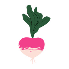 Organic turnip root vegetable. Healthy eco farm product. For harvest themes, food packaging, ad, banners, menu design, and natural lifestyle concepts, farmer market.