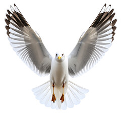 Obraz premium Soaring Seagull in Flight: A magnificent seagull, with outstretched wings, captured in a stunning display of avian grace, soaring against the expanse.