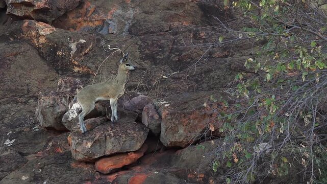 Adorable little Klipspringer antelope on rock boulder looks at camera
