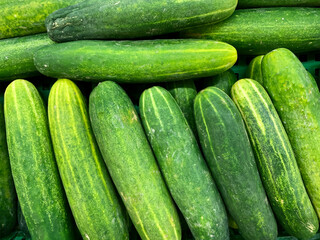 Freshly harvested tropical cucumbers displayed in the market